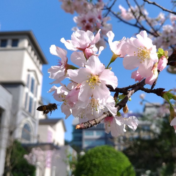 P_20180323_083030_vHDR_Auto