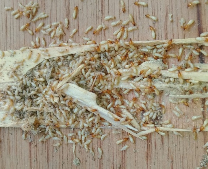 P_20180625_142353_vHDR_Auto_1