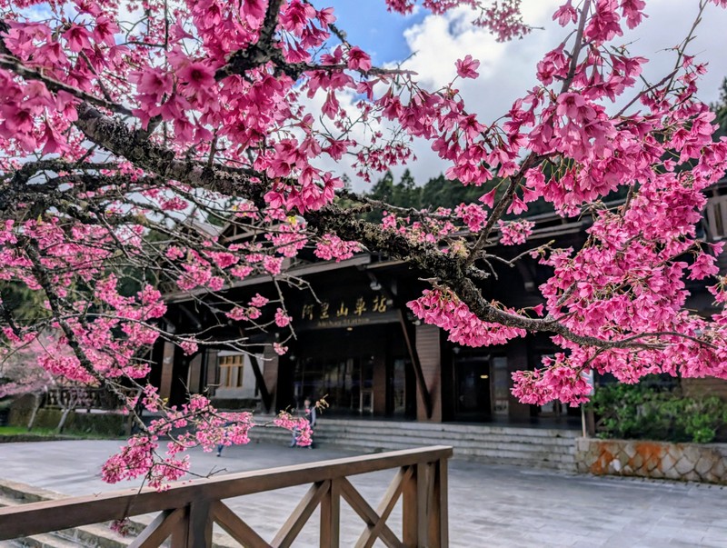 Alishan 阿里山 Cherry Blossom Season 2025! 🌸 – Catherine Lee
